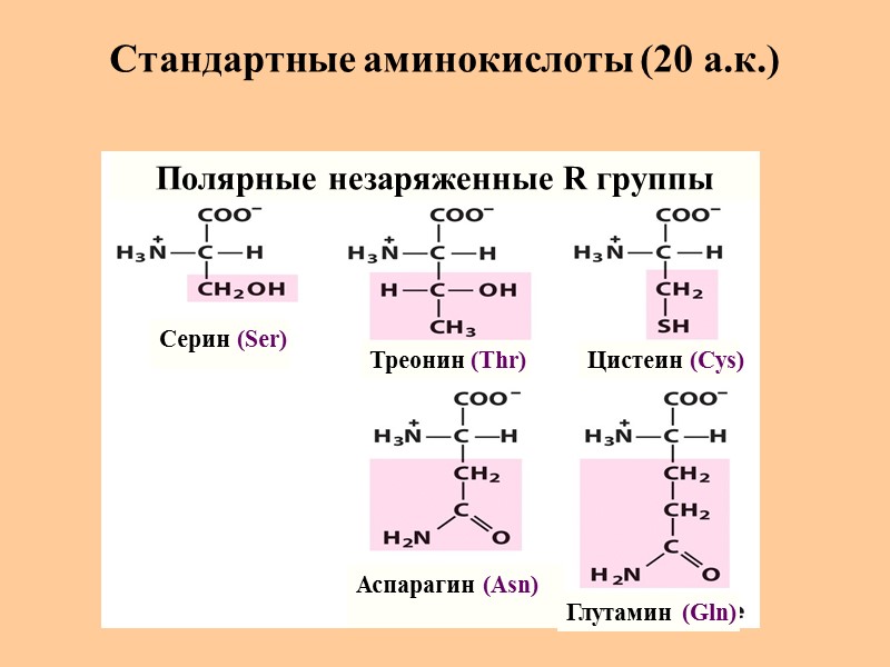 Стандартные аминокислоты (20 а.к.) Серин (Ser) Треонин (Thr) Цистеин (Cys) Глутамин (Gln) Аспарагин (Asn)